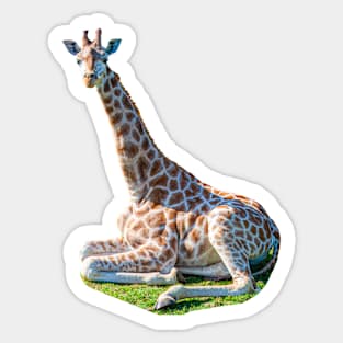 Just sat sitting Giraffe! Sticker